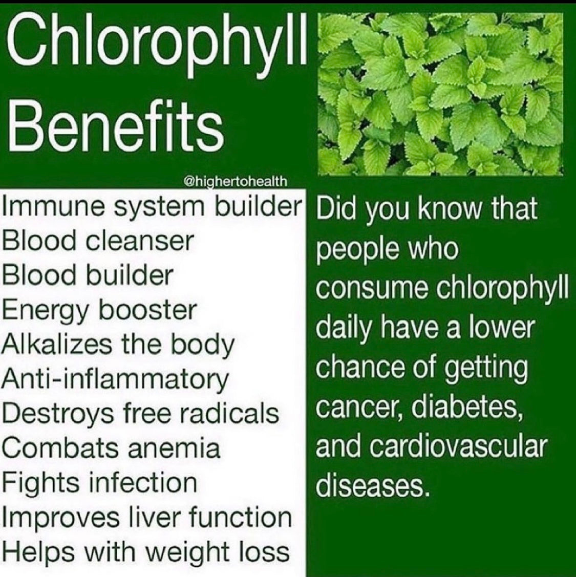 Chlorophyll