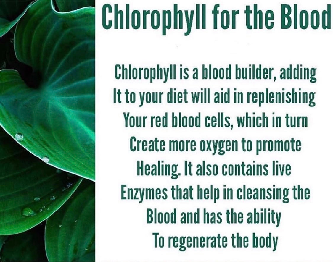 Chlorophyll